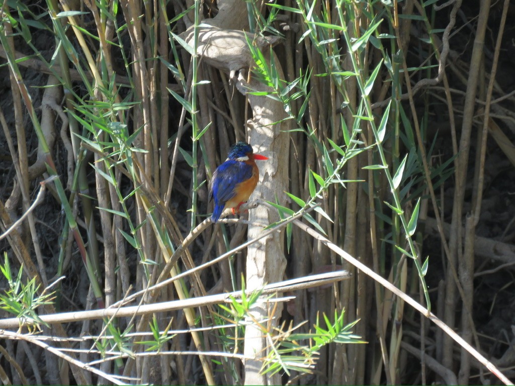 Malachite Kingfisher - ML644196618