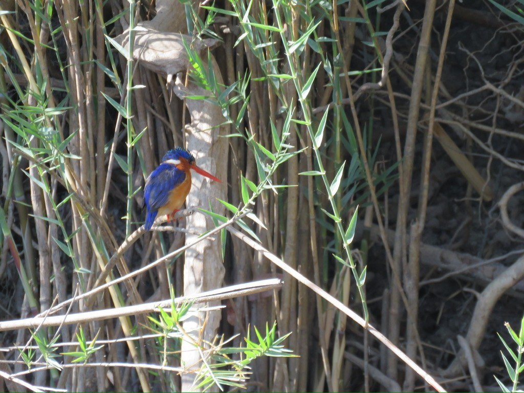 Malachite Kingfisher - ML644196620
