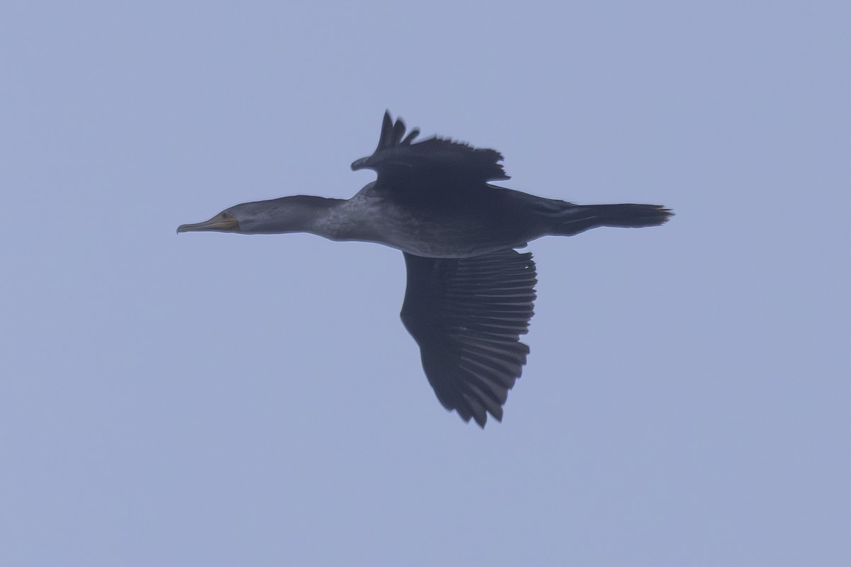 Double-crested Cormorant - ML644196629