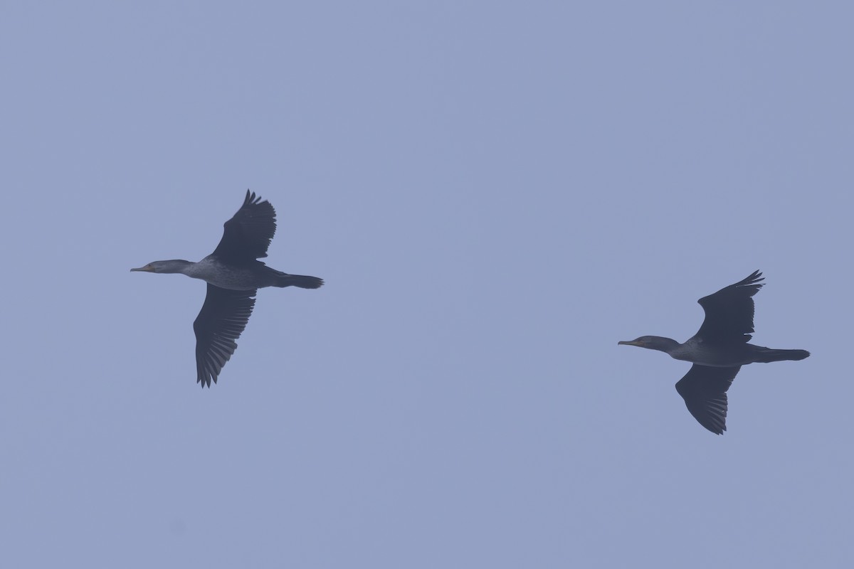 Double-crested Cormorant - ML644196630