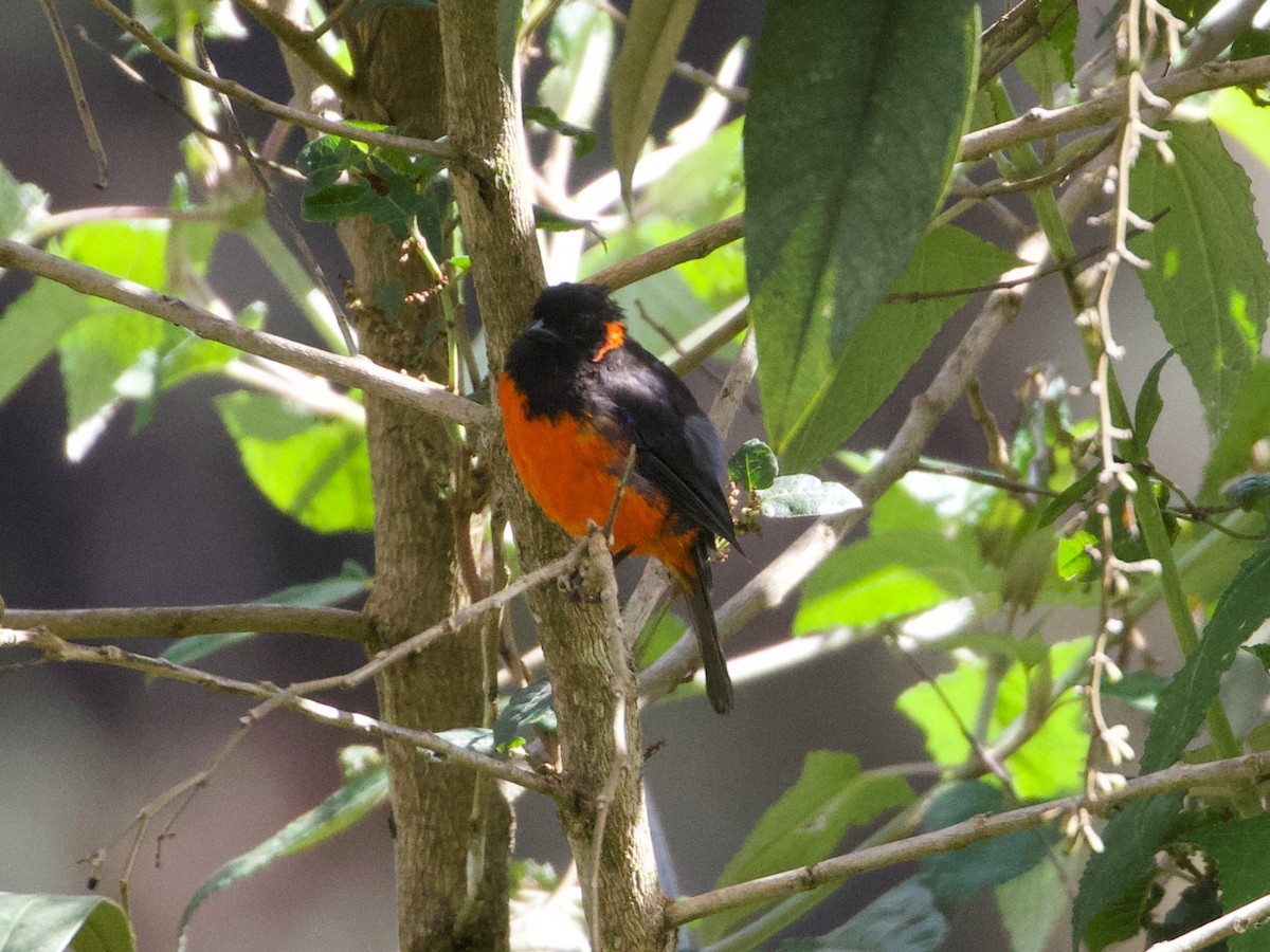 Scarlet-bellied Mountain Tanager - ML644196647