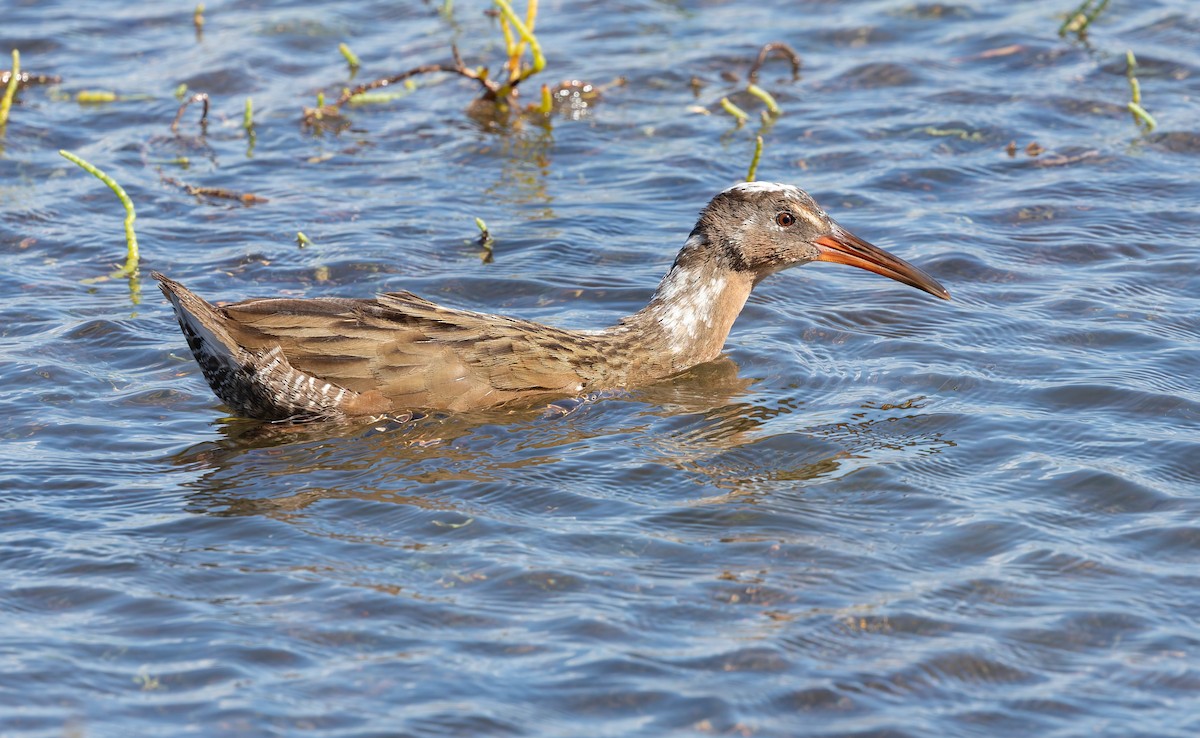 ニシオニクイナ（levipes） - ML644196663
