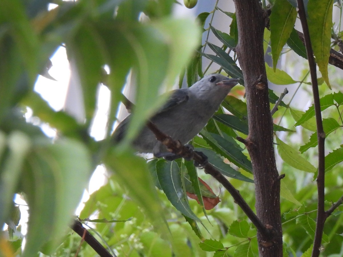 Blue-gray Tanager - ML644196664
