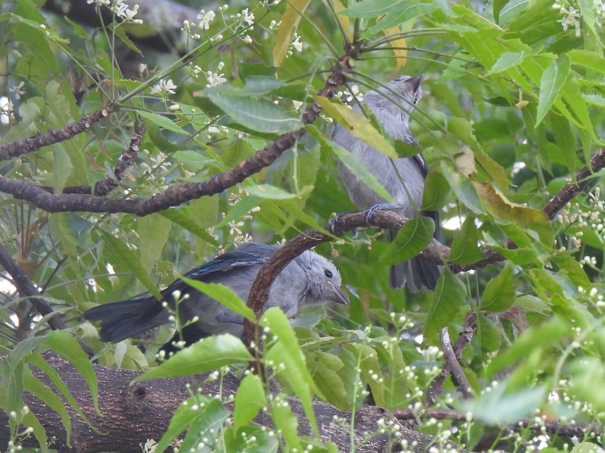 Blue-gray Tanager - ML644196665