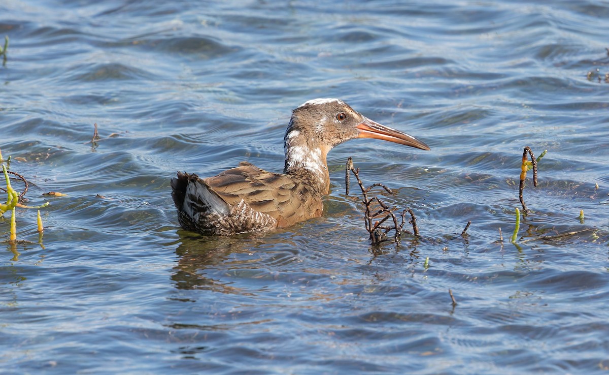 ニシオニクイナ（levipes） - ML644196666