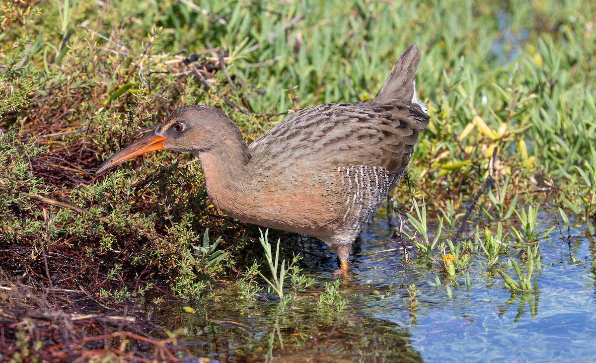 ニシオニクイナ（levipes） - ML644196670