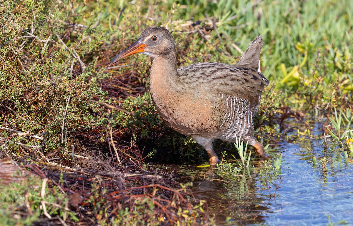 ニシオニクイナ（levipes） - ML644196671