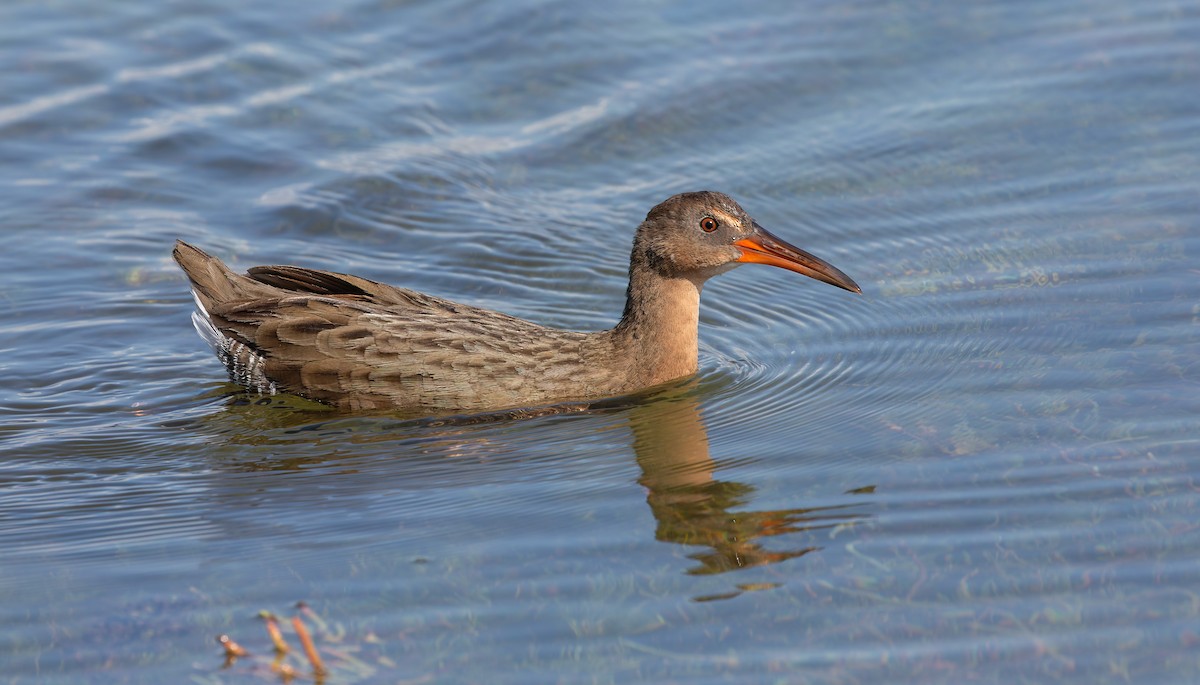 ニシオニクイナ（levipes） - ML644196673