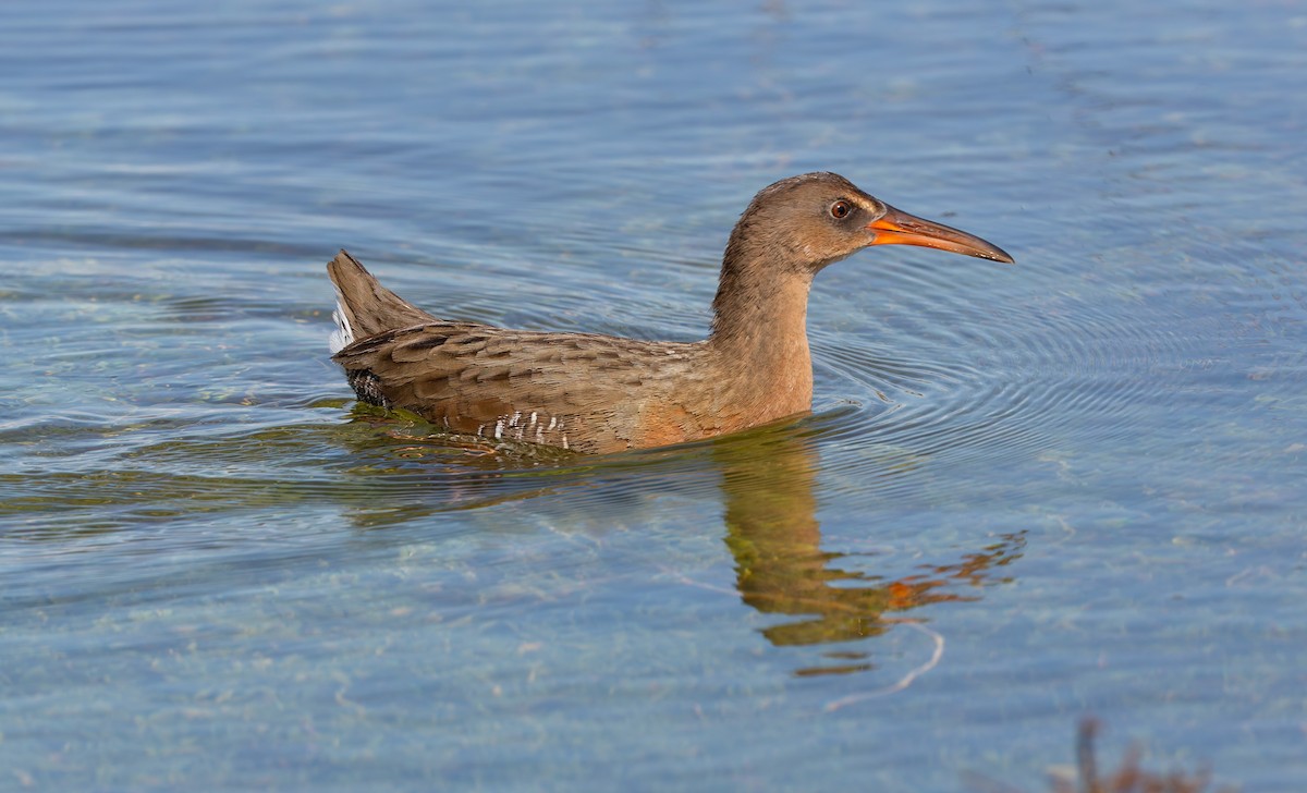 ニシオニクイナ（levipes） - ML644196675
