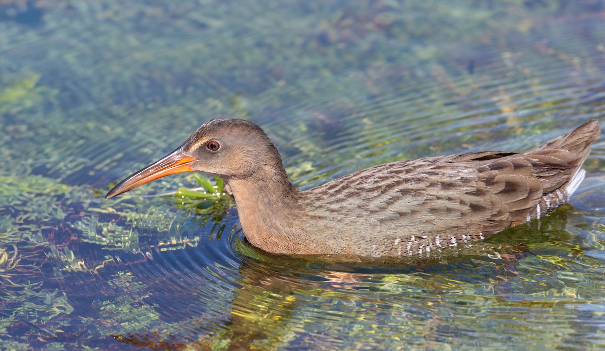 ニシオニクイナ（levipes） - ML644196676