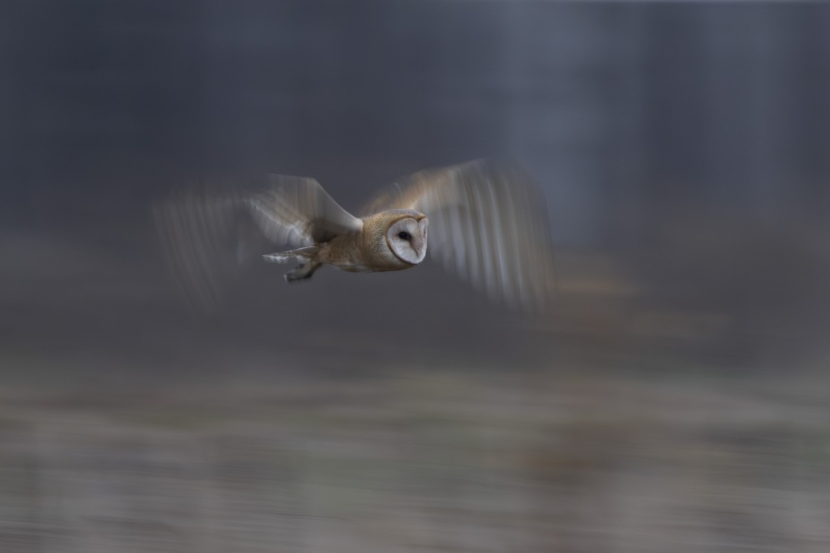 American Barn Owl - ML644196678