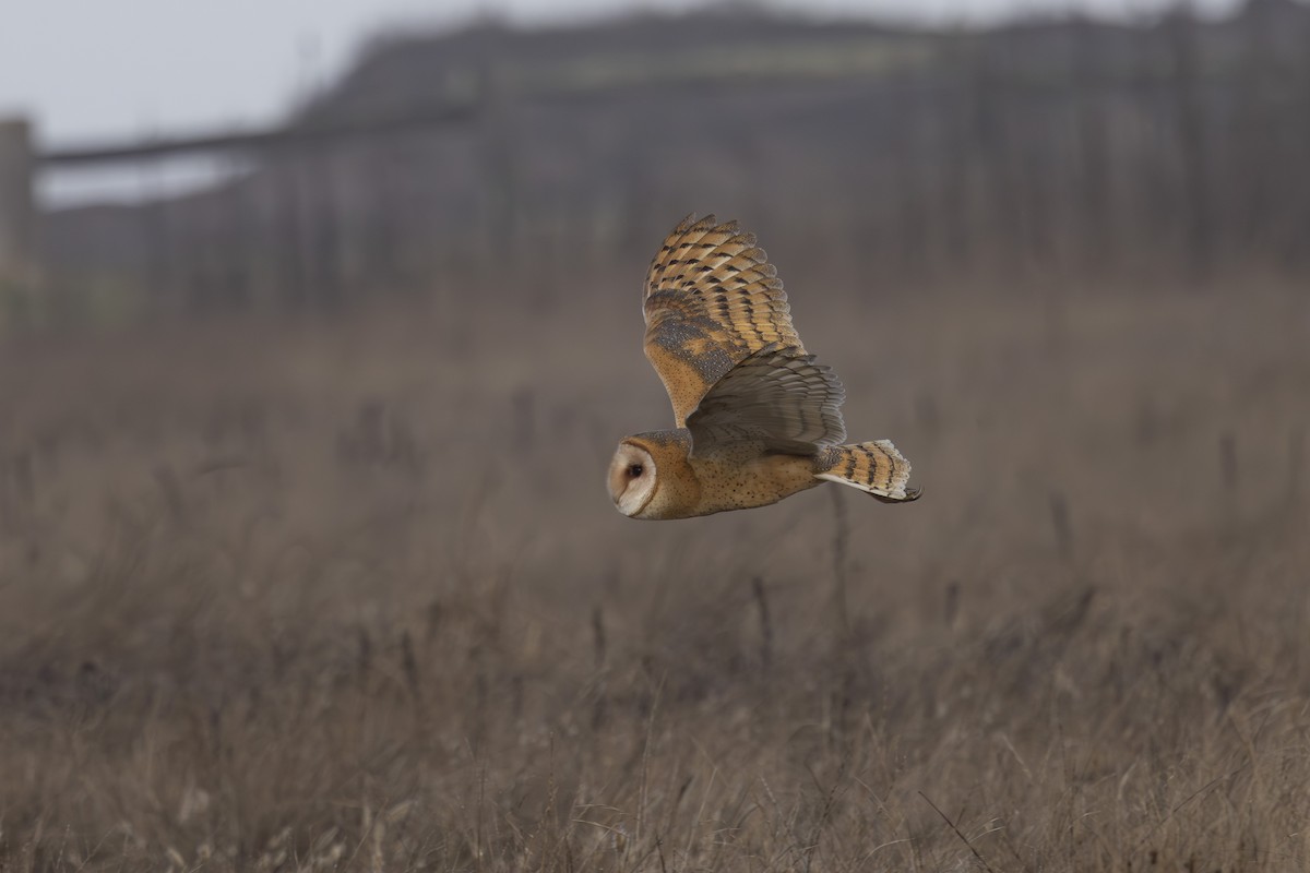 American Barn Owl - ML644196679