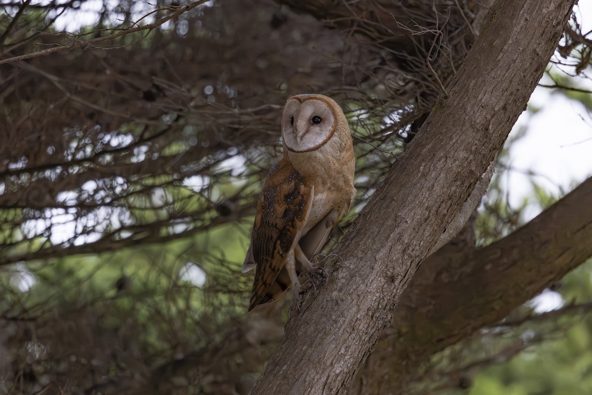 American Barn Owl - ML644196680