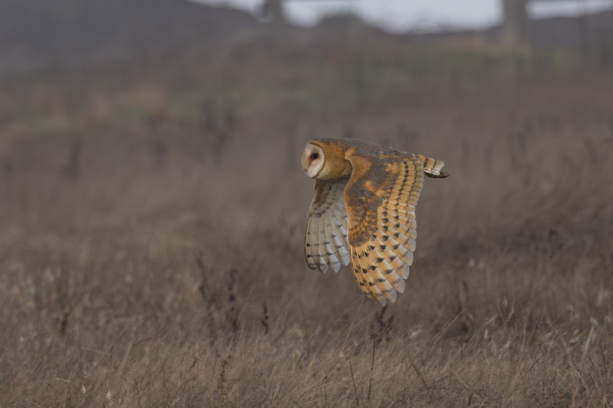 American Barn Owl - ML644196681