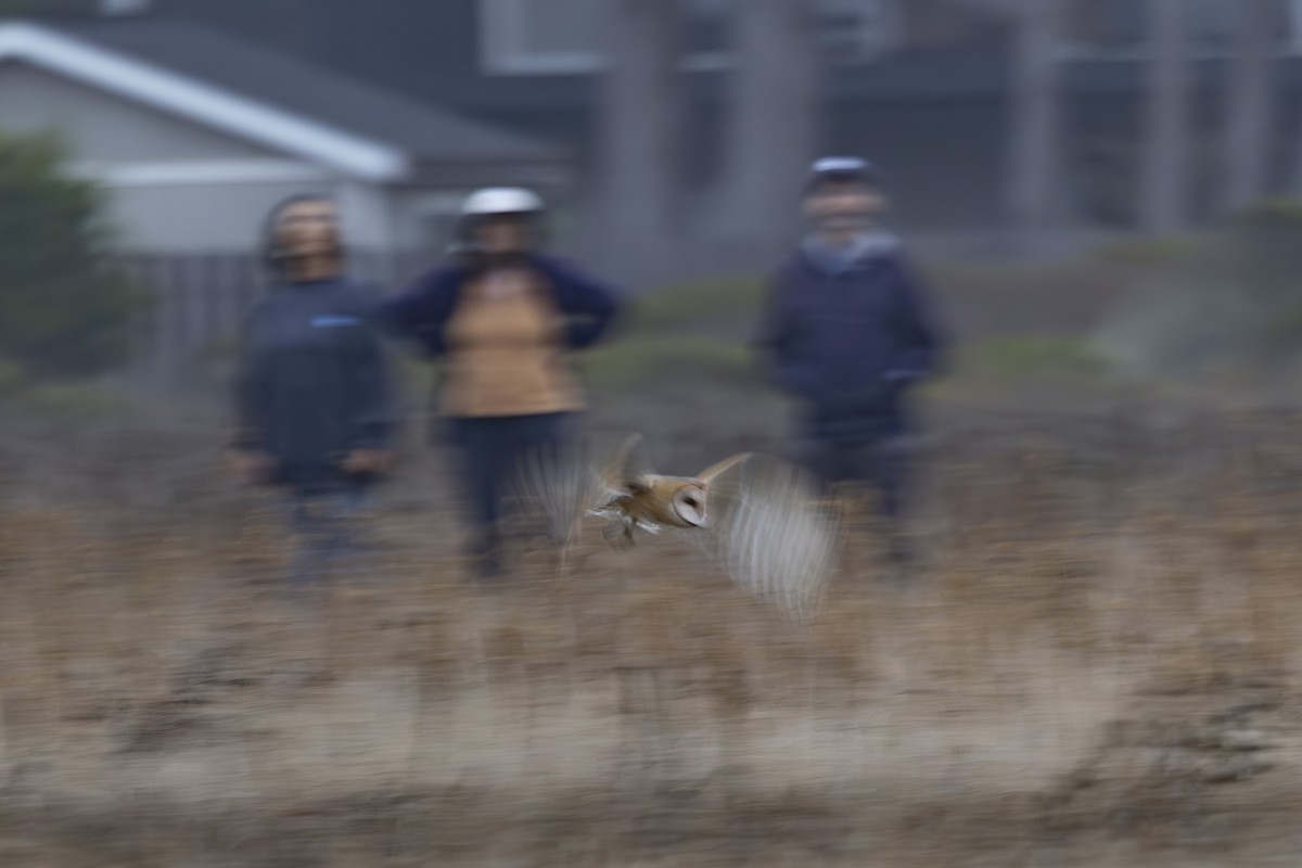 American Barn Owl - ML644196682