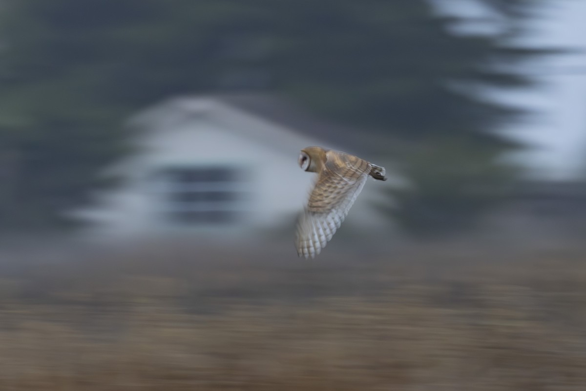 American Barn Owl - ML644196683