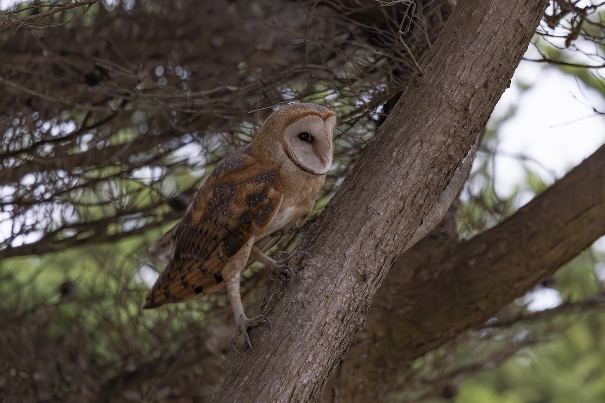 American Barn Owl - ML644196684