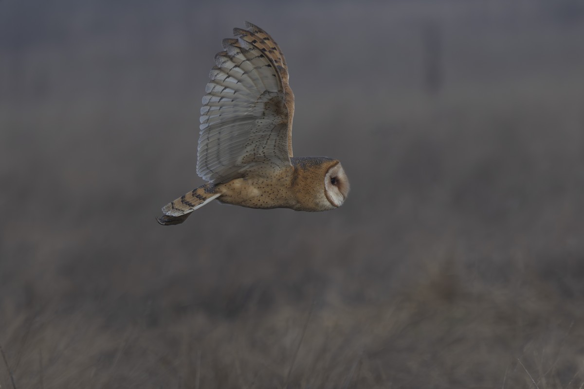 American Barn Owl - ML644196685