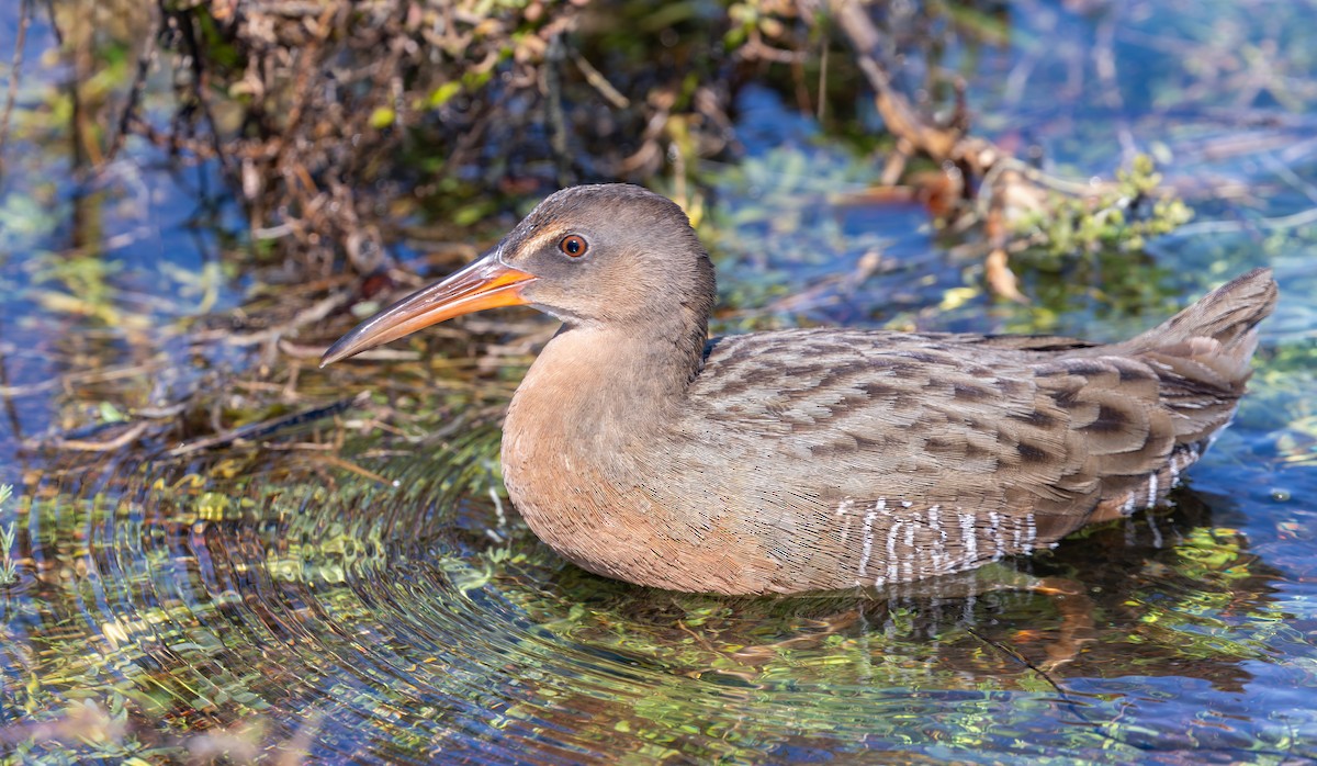 ニシオニクイナ（levipes） - ML644196686