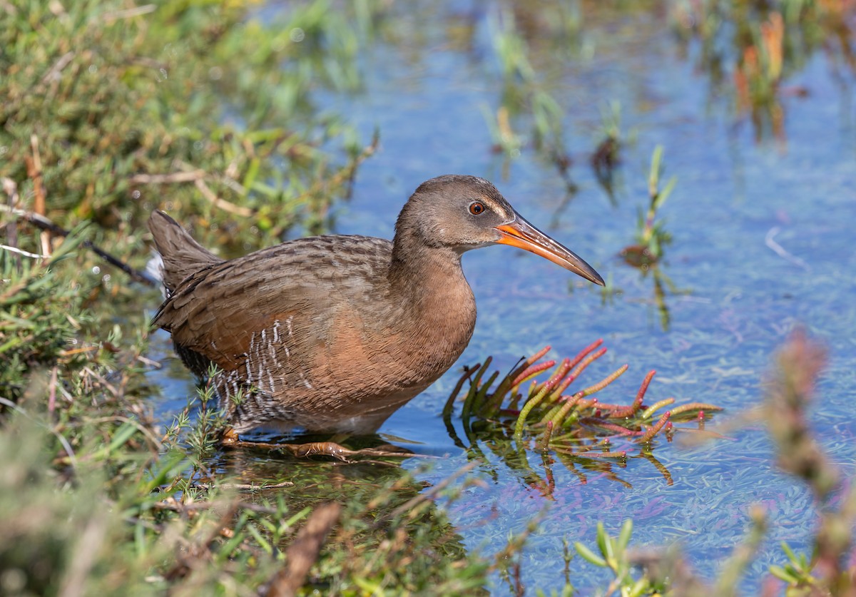 ニシオニクイナ（levipes） - ML644196687