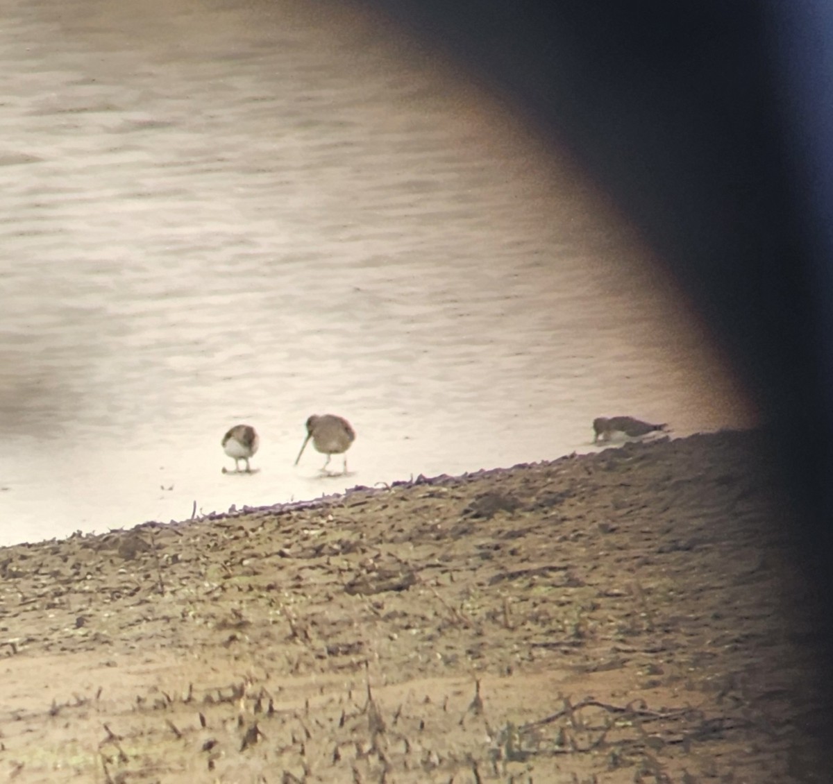 Correlimos sp. - ML644196688