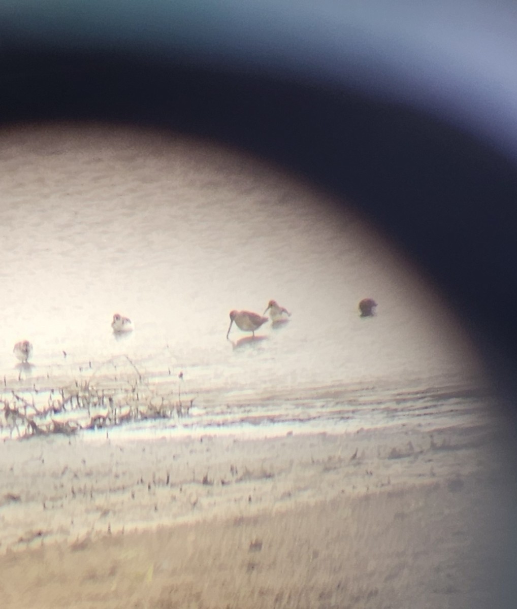 Correlimos sp. - ML644196696