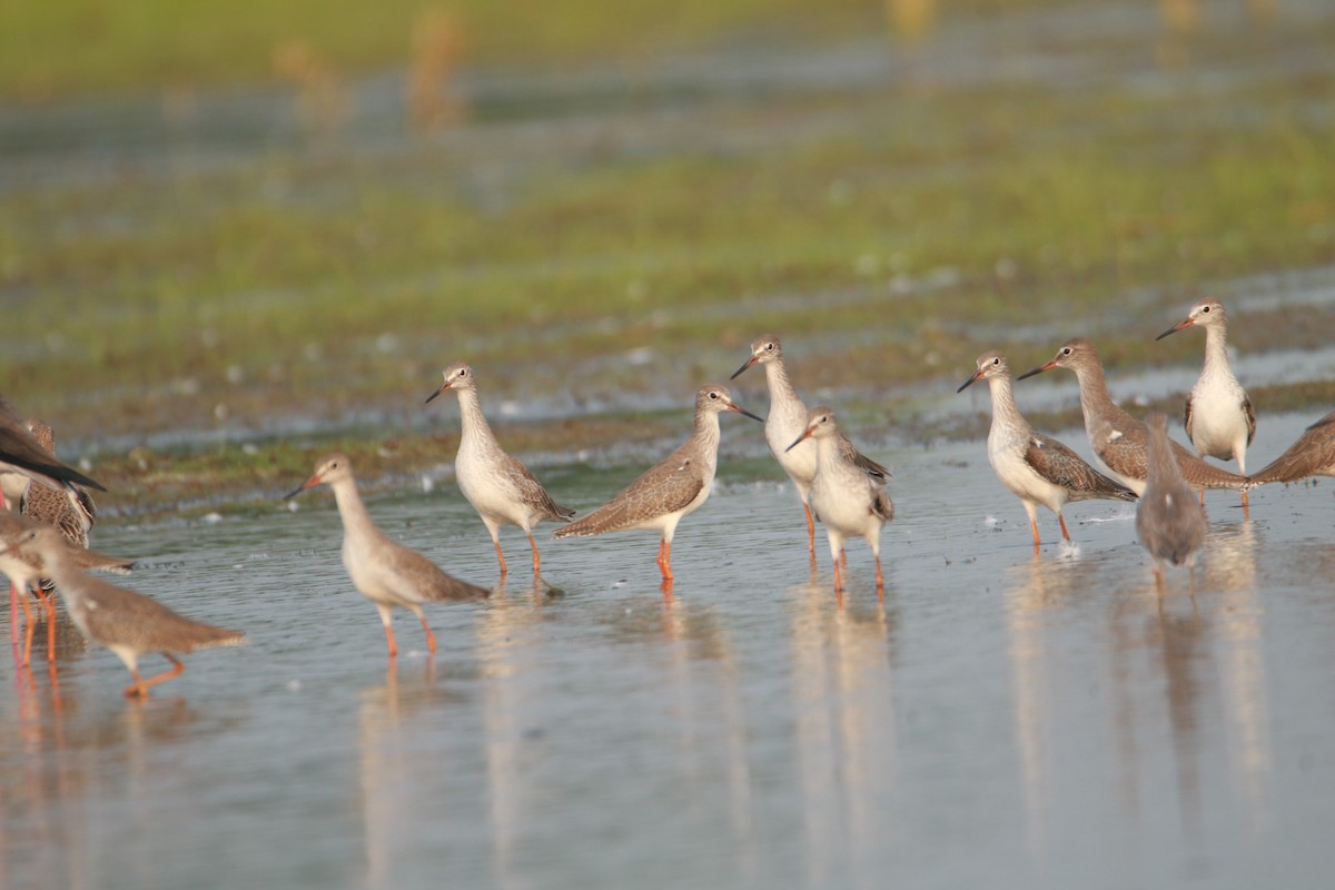 Spotted Redshank - ML644196697