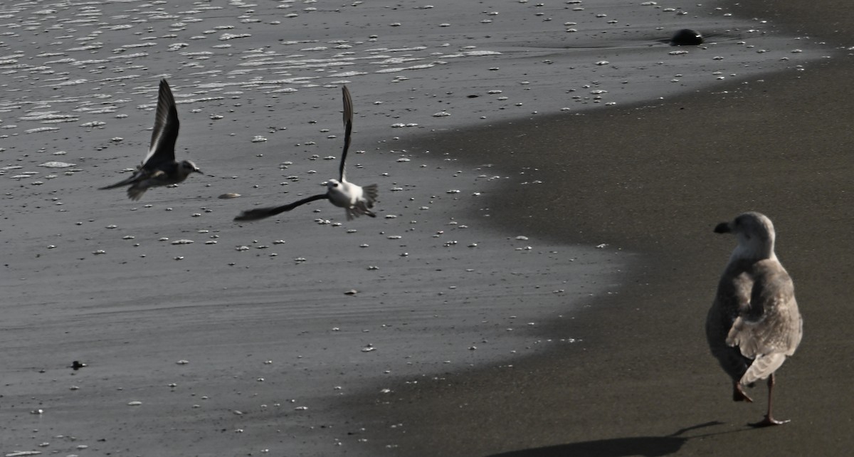 polarsvømmesnipe - ML644196713