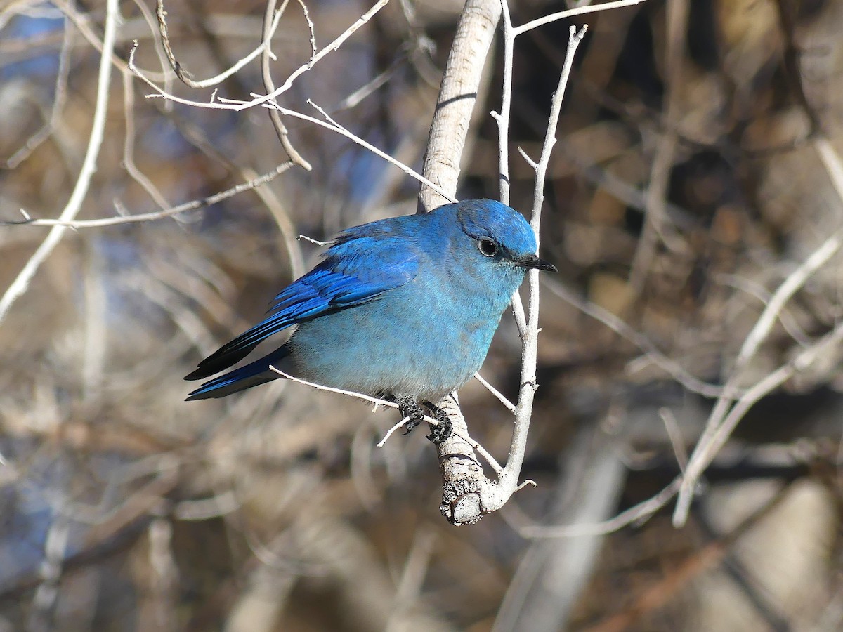 Mountain Bluebird - ML644196806