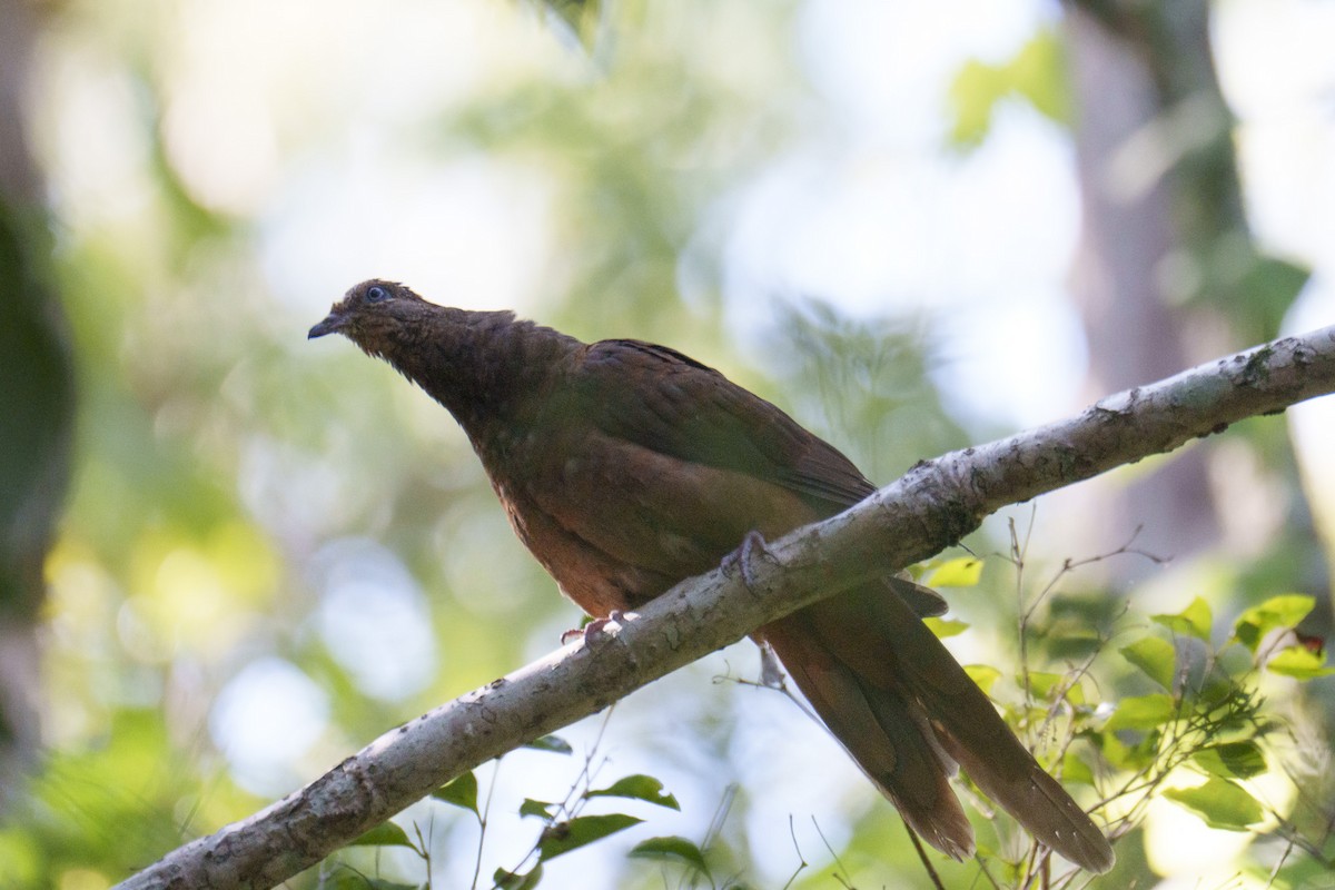 Maronentaube - ML644196807