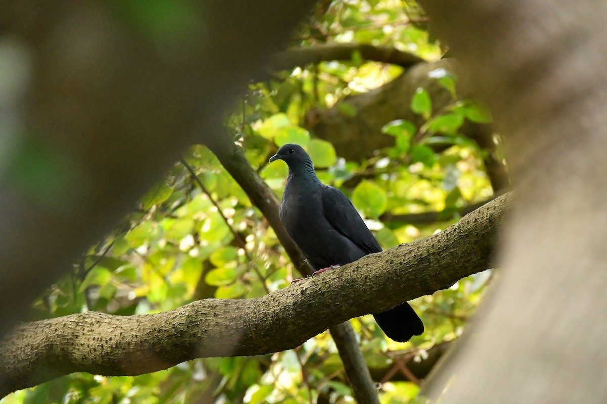 Black Wood-Pigeon - ML644196817