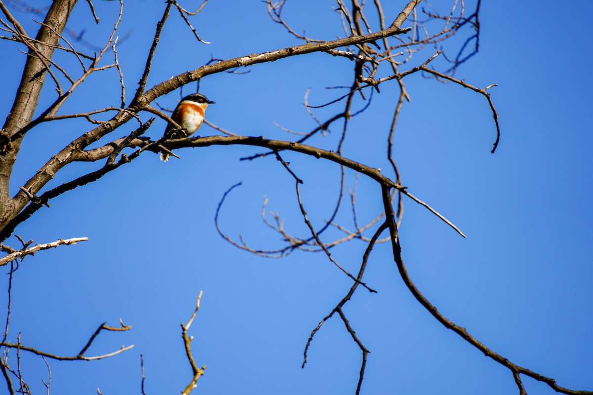 ムナグロセワタビタキ - ML644196826