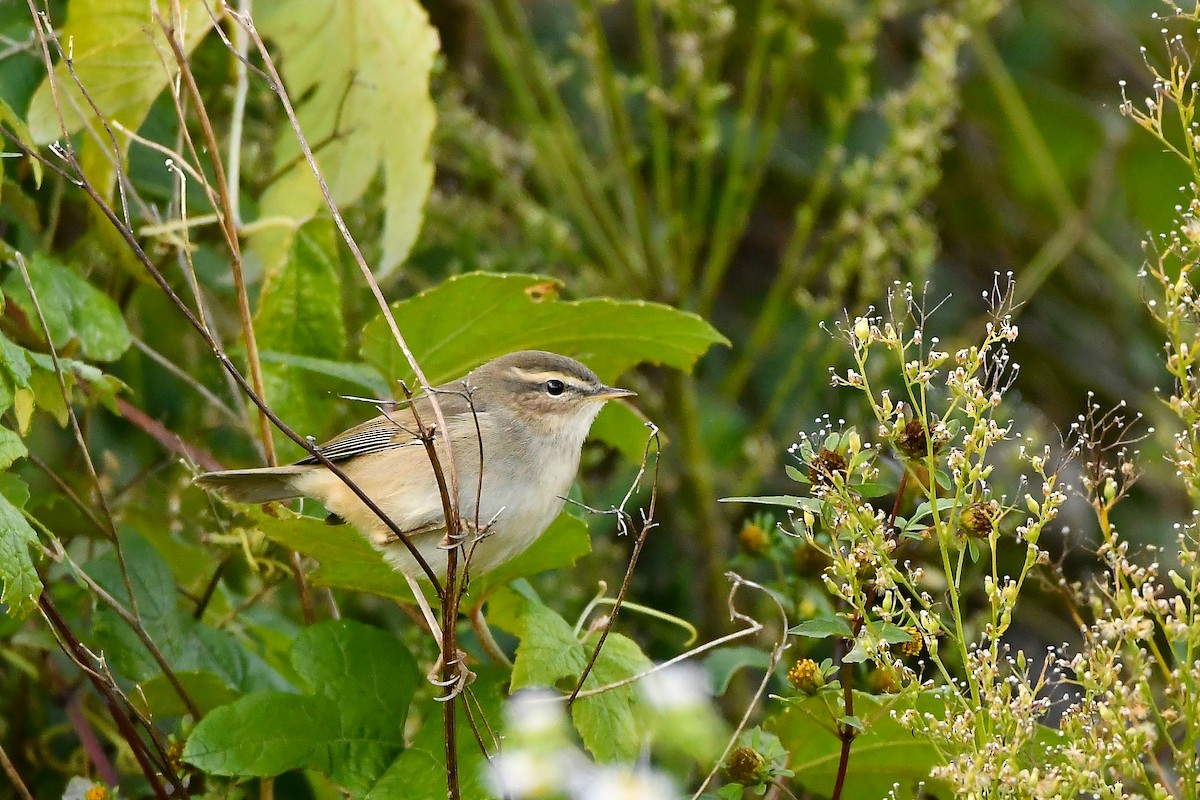 Бүхт дууч шувуу - ML644196827