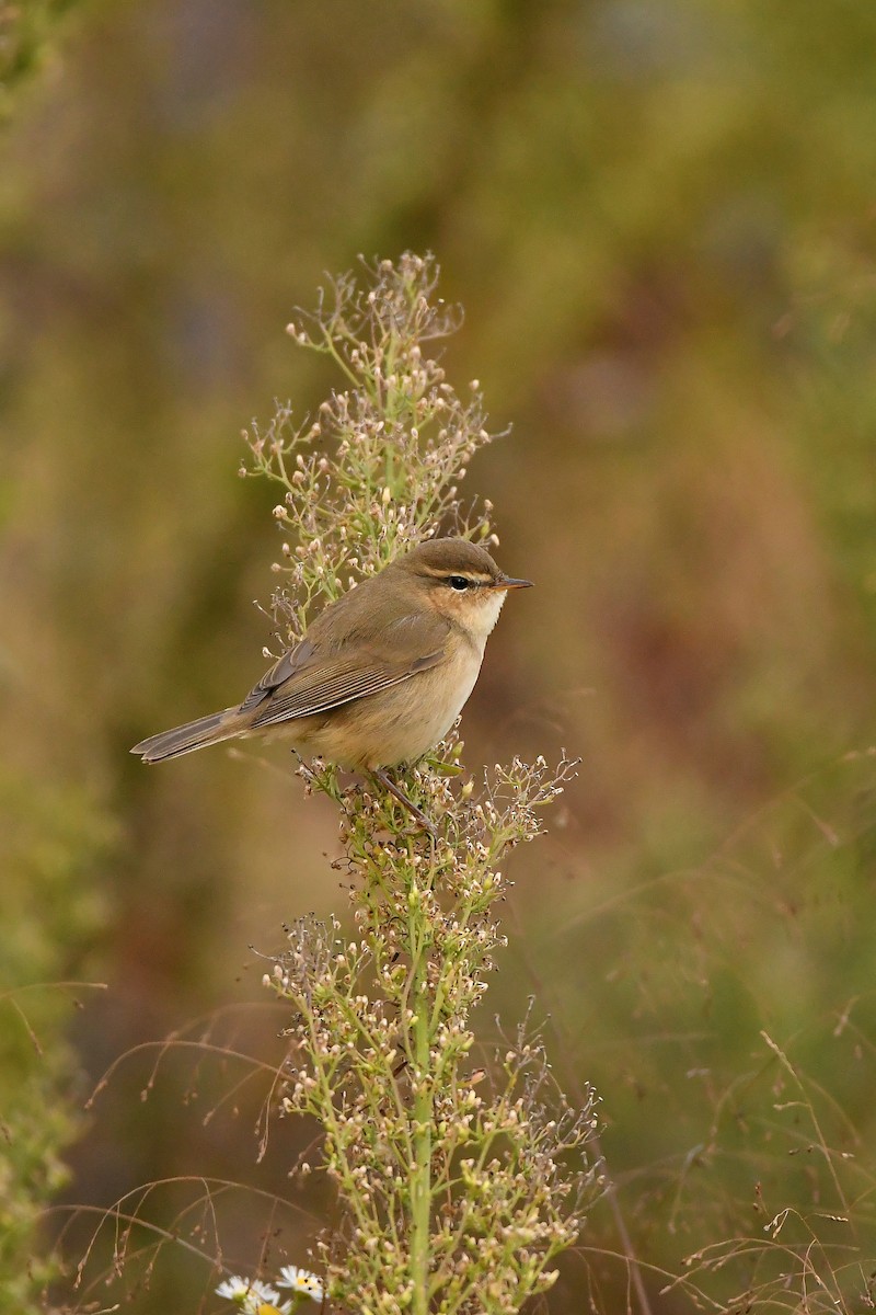 Бүхт дууч шувуу - ML644196828