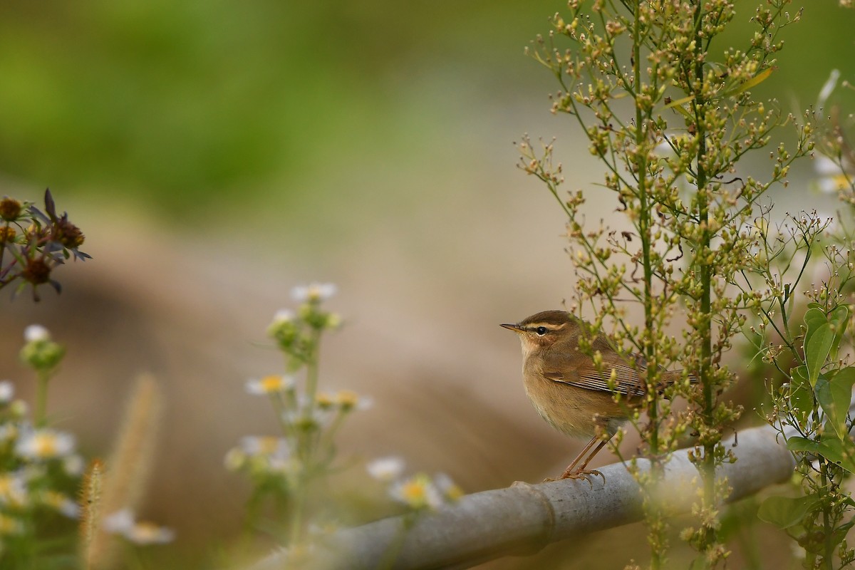 Бүхт дууч шувуу - ML644196829