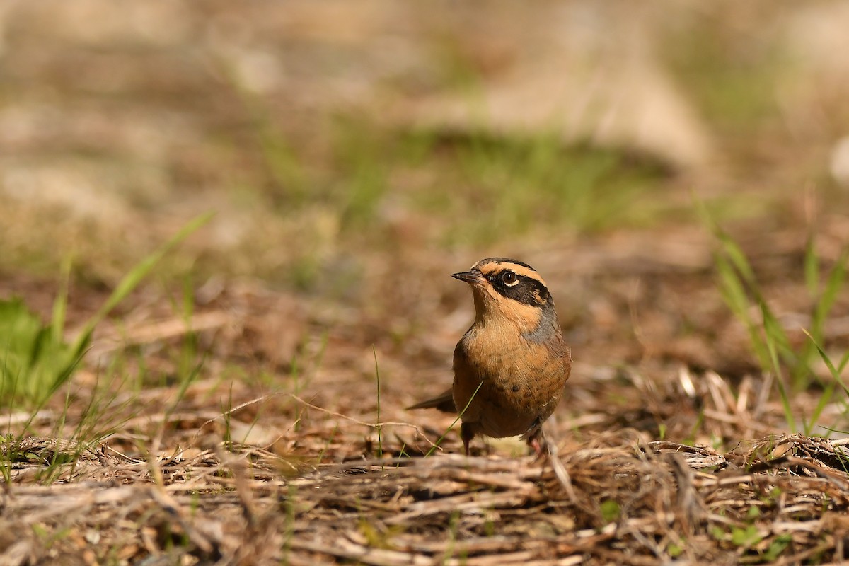 Сибирийн хайруулдай - ML644196842