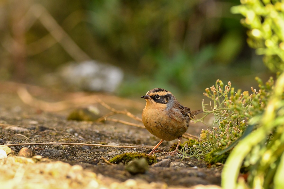 Сибирийн хайруулдай - ML644196844