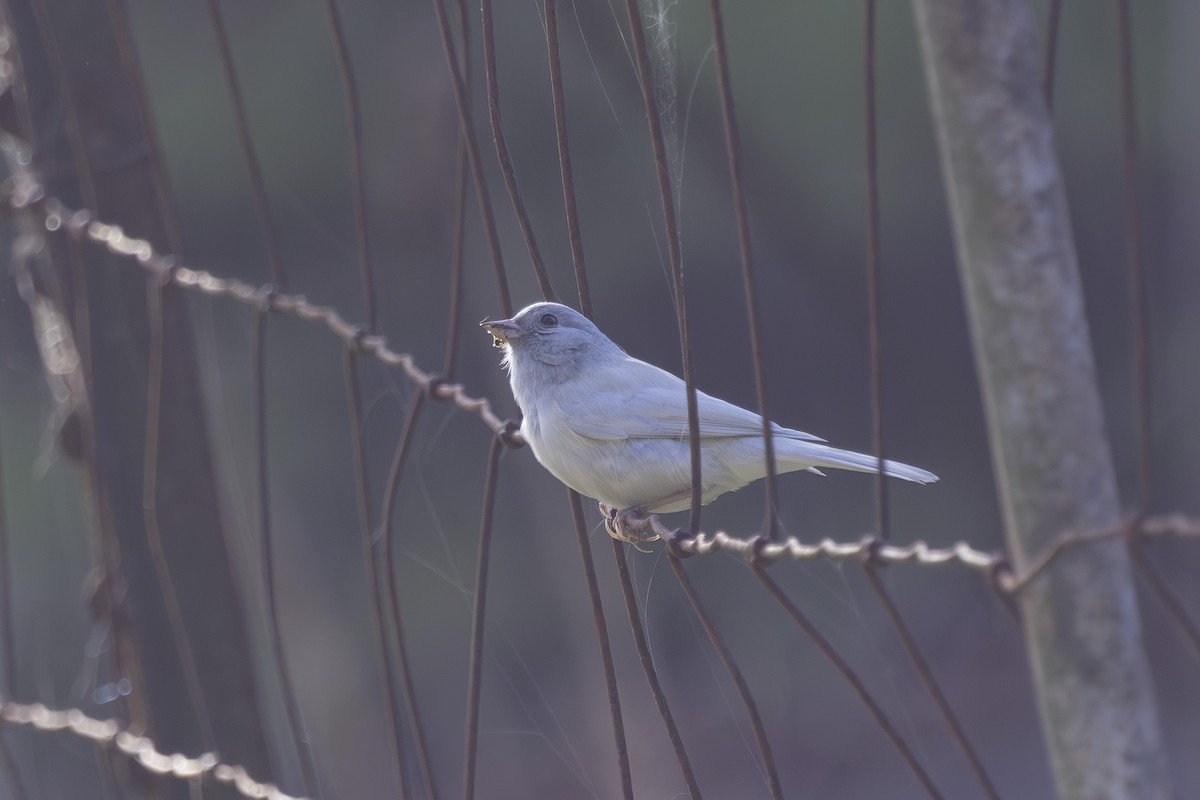 Dark-eyed Junco - ML644196863