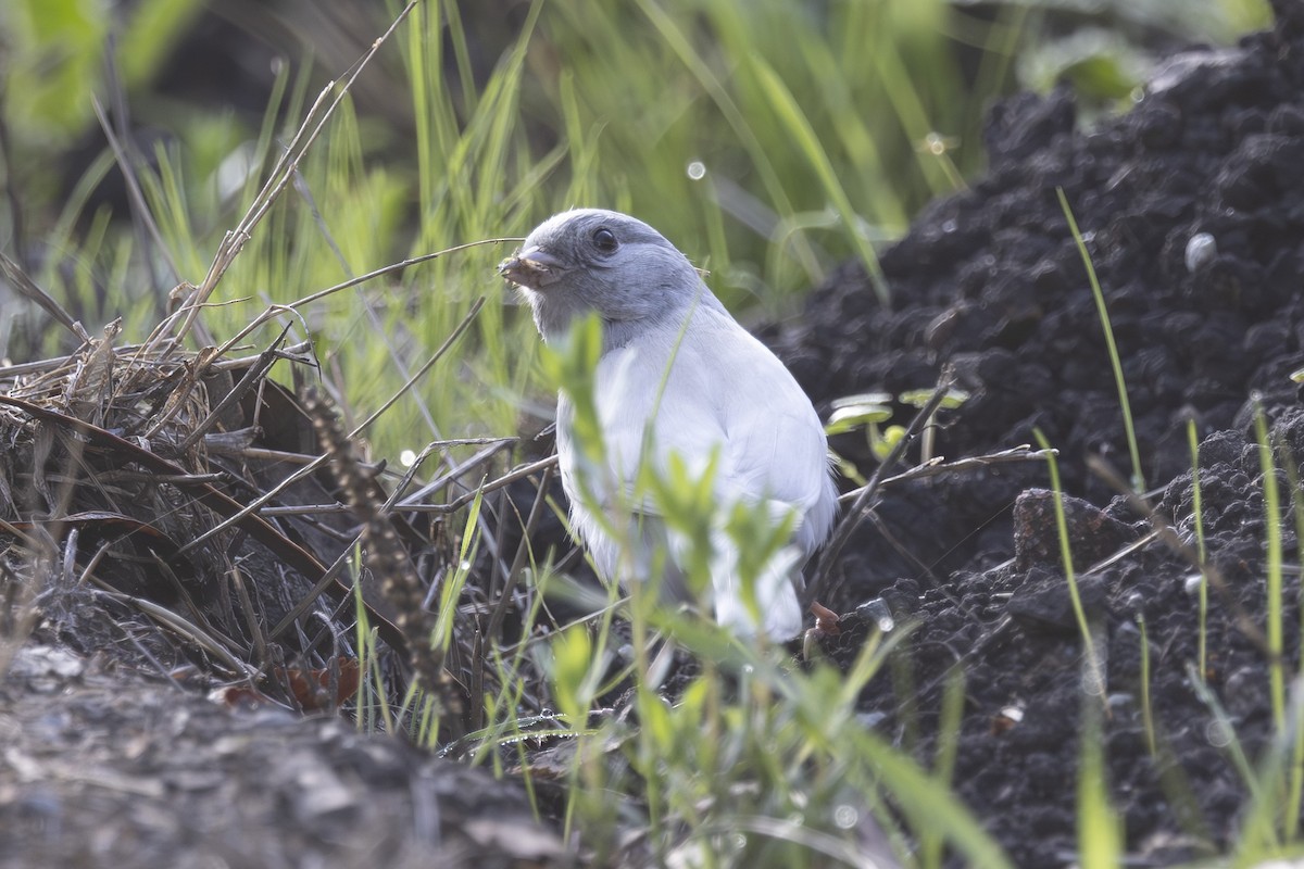 Dark-eyed Junco - ML644196864