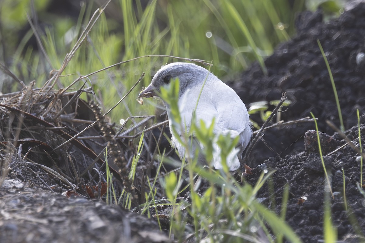 Dark-eyed Junco - ML644196866