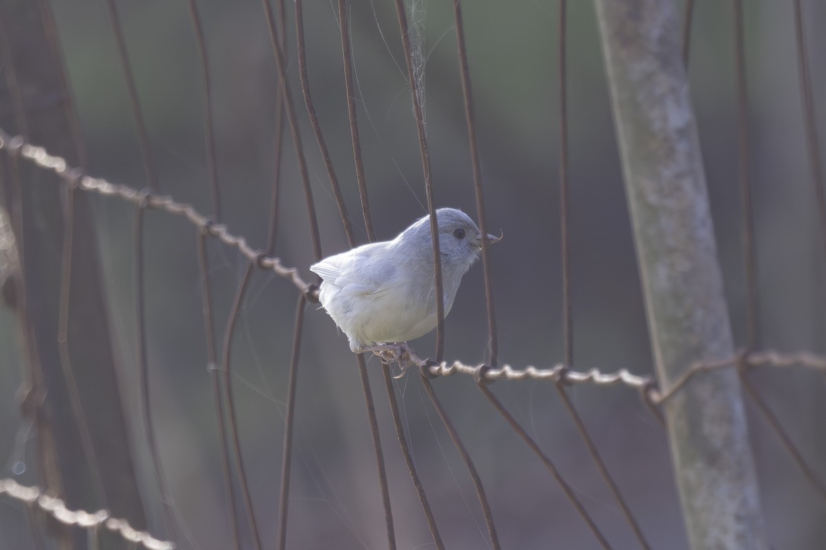 Dark-eyed Junco - ML644196867