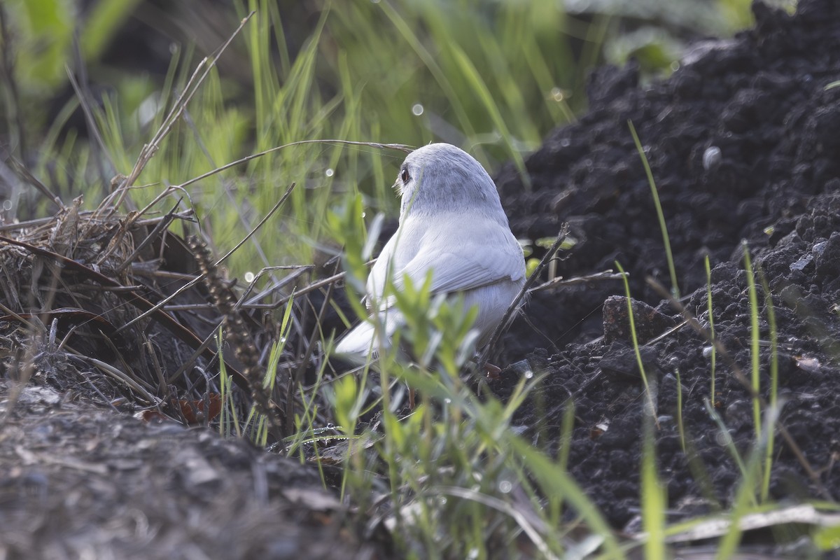 Dark-eyed Junco - ML644196868
