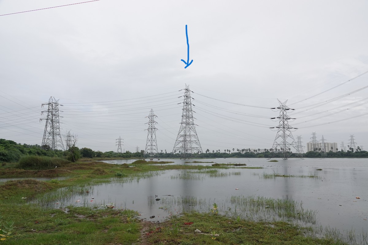 Peregrine Falcon - ML644196874