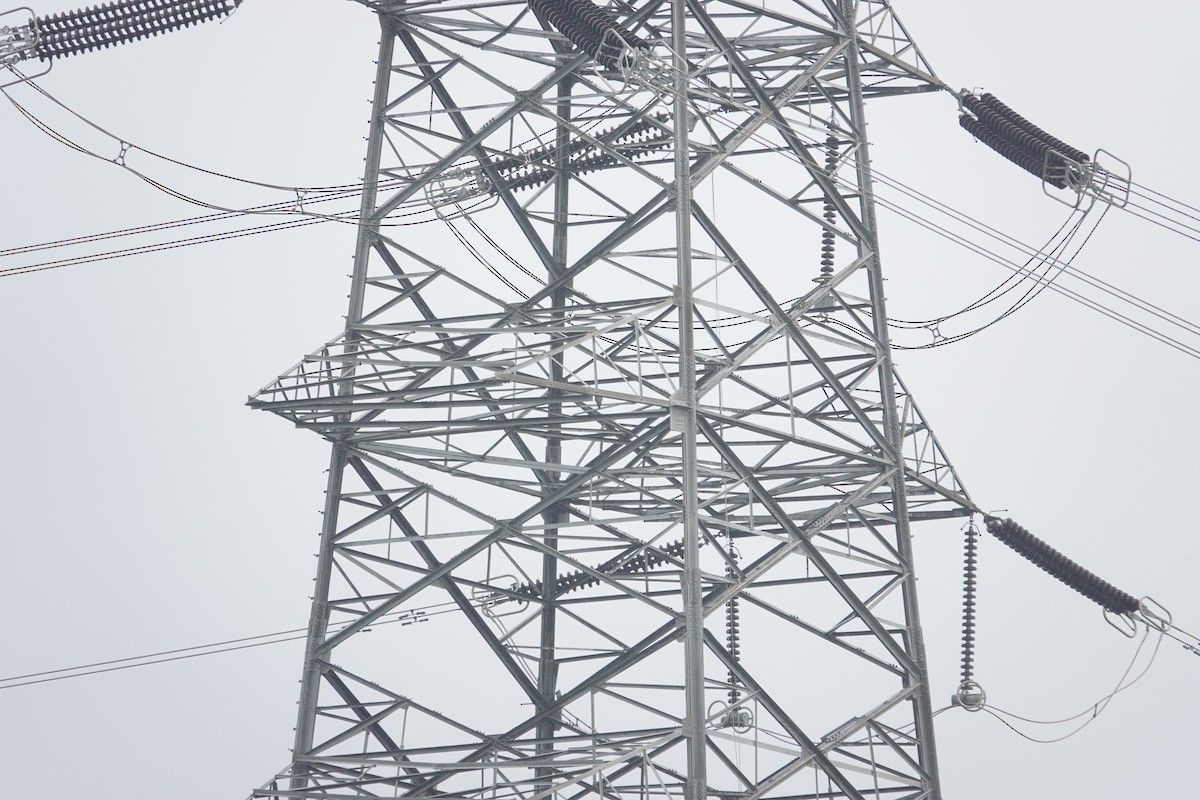 Peregrine Falcon - ML644196875