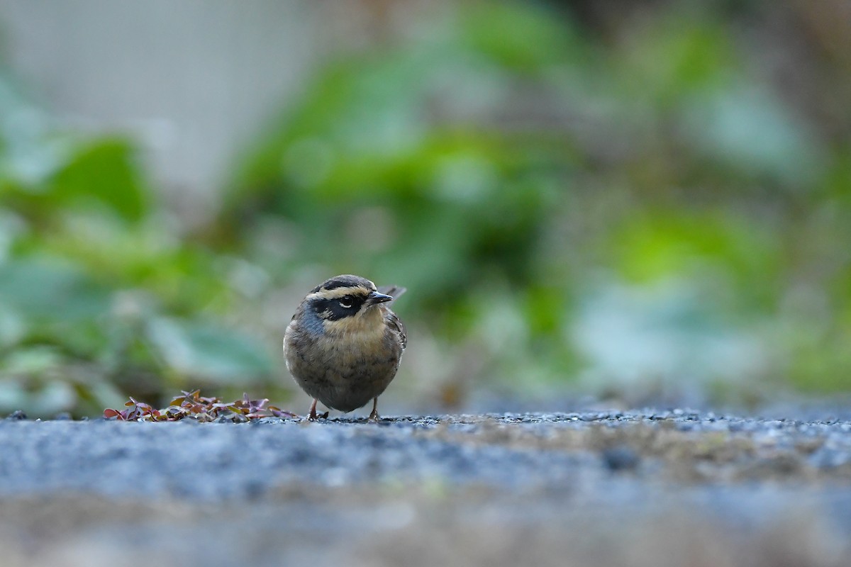 Сибирийн хайруулдай - ML644196876
