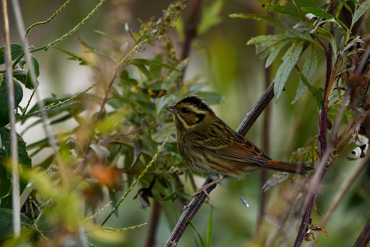 Самнаа хөмрөг - ML644196879