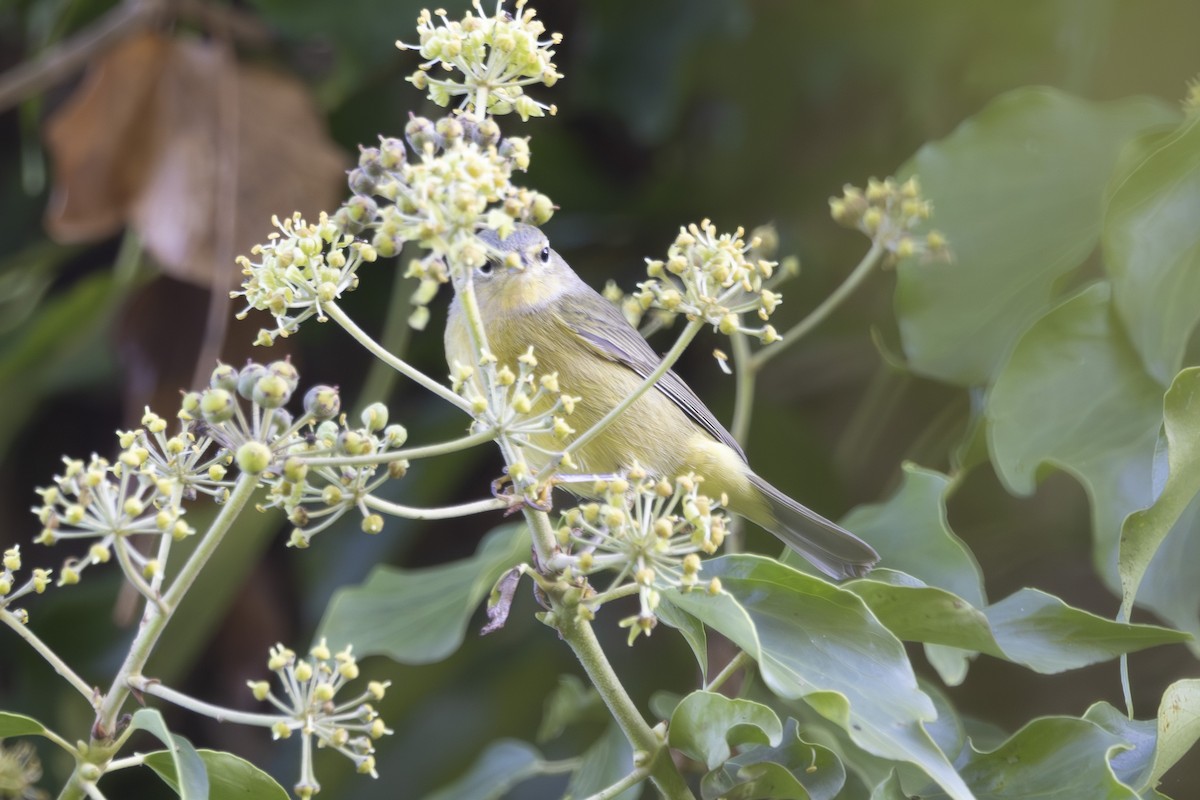 サメズアカアメリカムシクイ（celata／orestera） - ML644196884