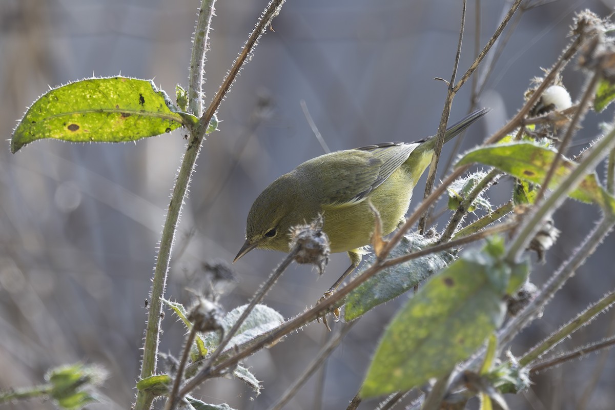 サメズアカアメリカムシクイ（celata／orestera） - ML644196888
