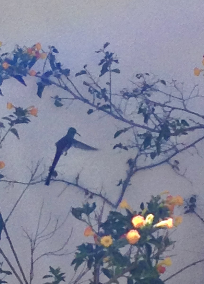 Red-tailed Comet - ML644196899