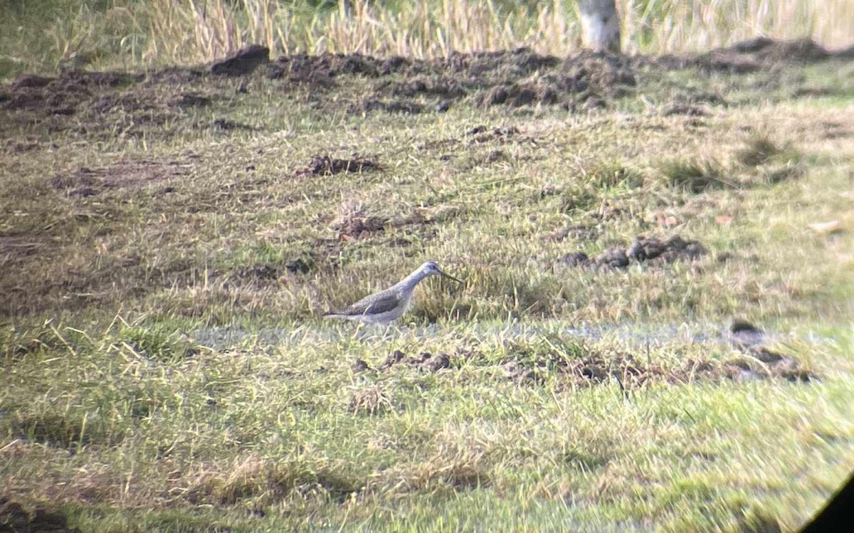 Greater Yellowlegs - ML644196902